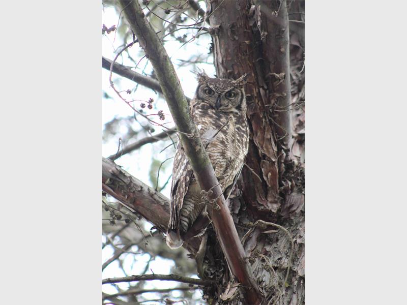 The Disease That s Killing Off Joburg s Bird Population And How You Can Stop The Spread 
